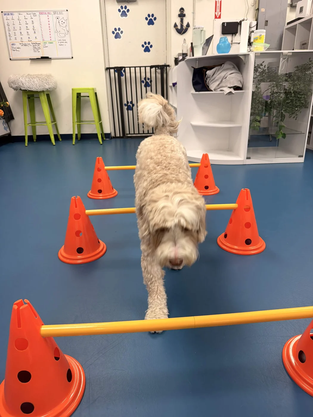 A cream-colored Seaside dog stepping over orange agility hurdles in the daycare room