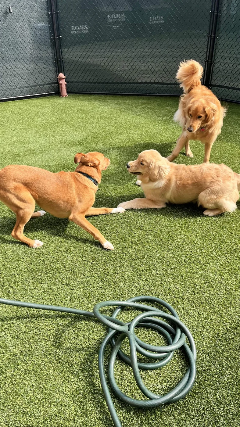 Three golden dogs interacting on the turf in Seaside’s outdoor play area
