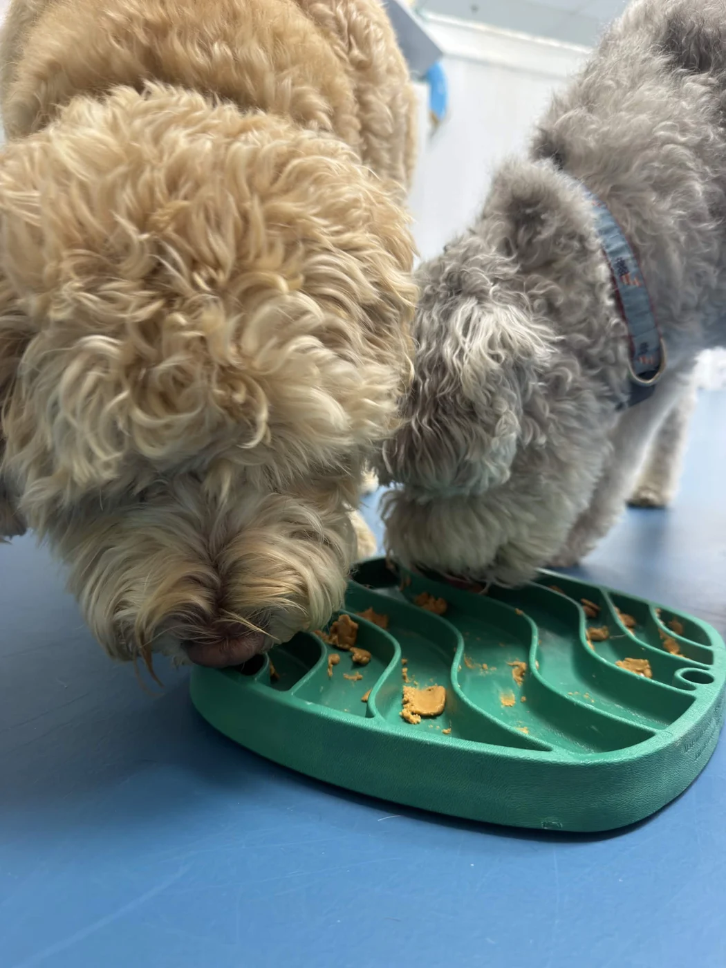 Two curly-coated Seaside dogs investigating a green enrichment feeder together